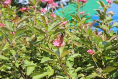 IMG_3813_resize.JPG