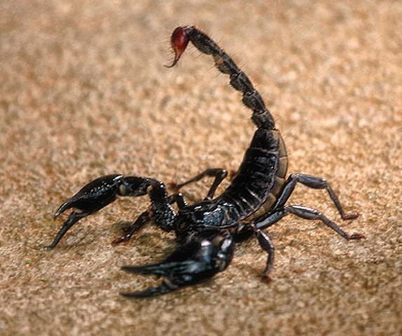 BlackScorpion