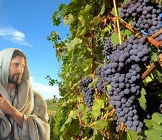 Vineyard 4