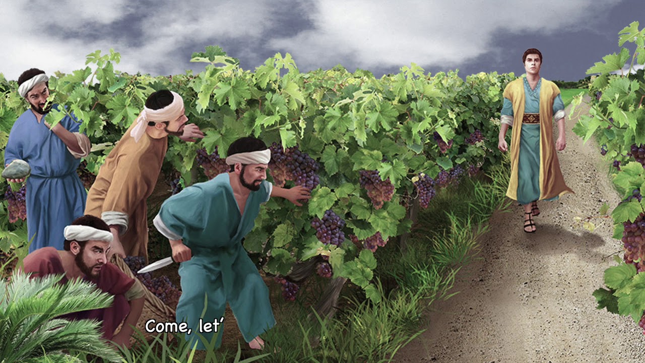 Vineyard 8