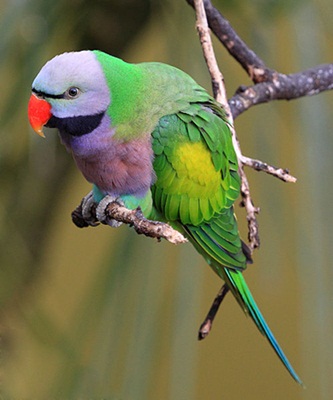 parrot
