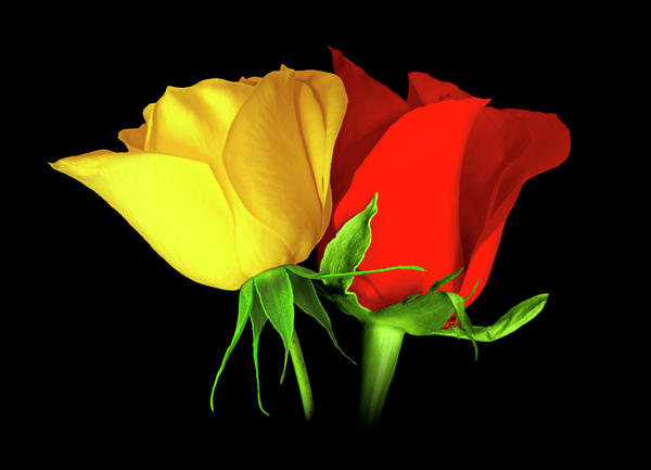 red and yellow roses