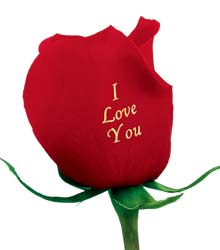 red-rose-p1-love