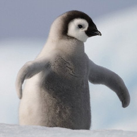 baby20penguin20for20roundup20photo