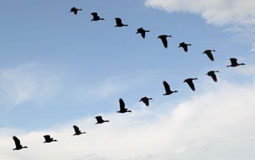 geese